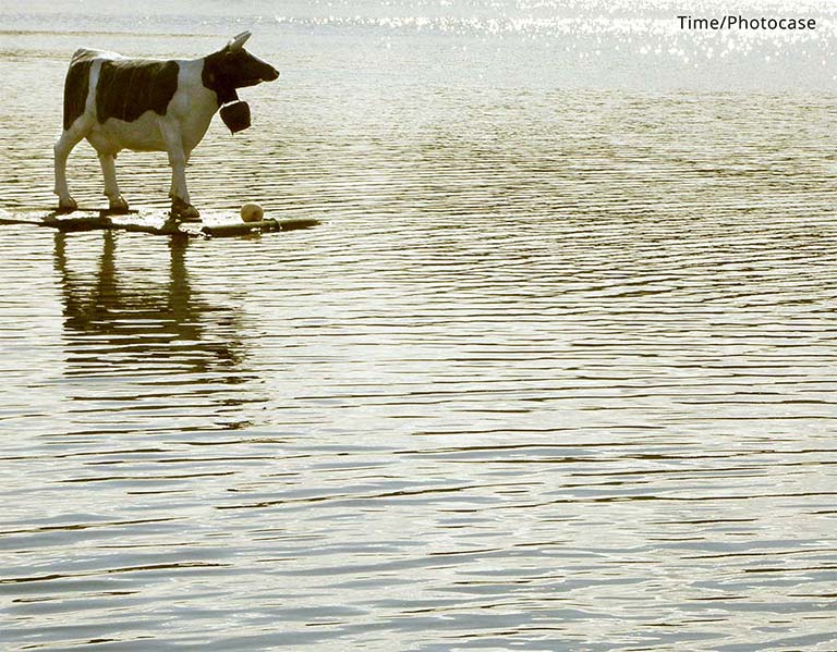 cow standing at the edge of water