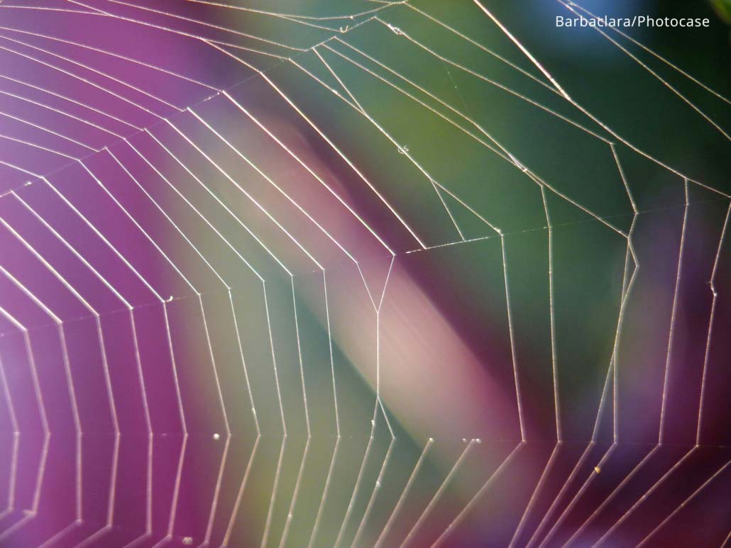 spider web with gradient background